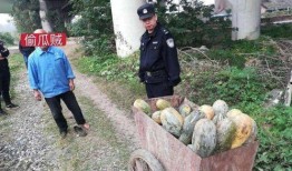 监利网红吃瓜事件视频,一场网络狂欢背后的真相揭秘